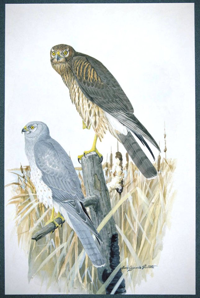 Northern Harrier