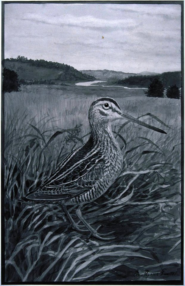 Common Snipe-1