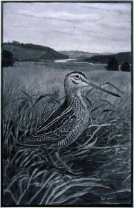 Common Snipe-1