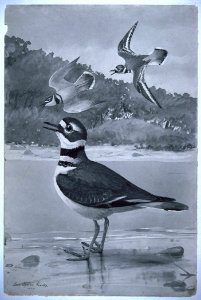 Killdeer-3