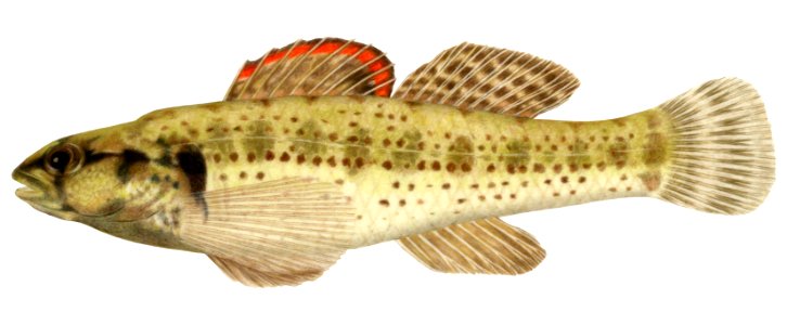 Okaloosa darter-6