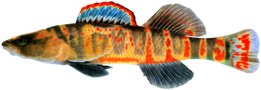 Cumberland arrow darter
