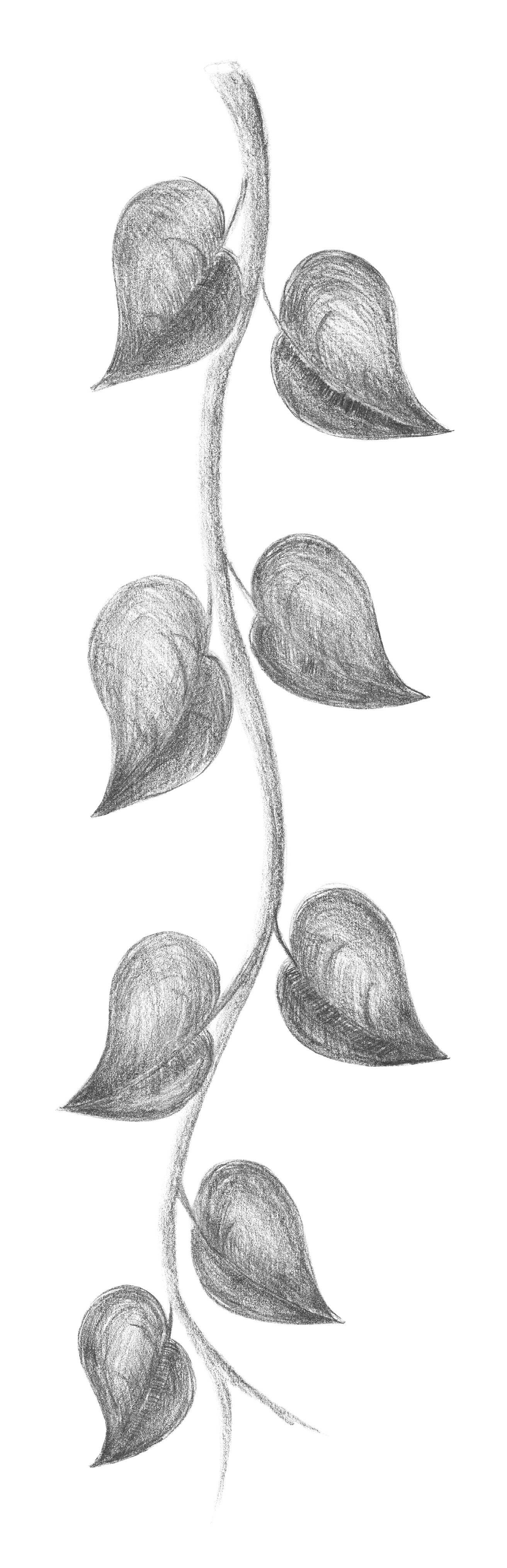 Branch. Pencil sketch. Freehand drawing.
