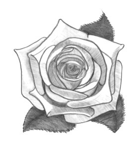 Rose. Pencil drawing. Monochrome image.