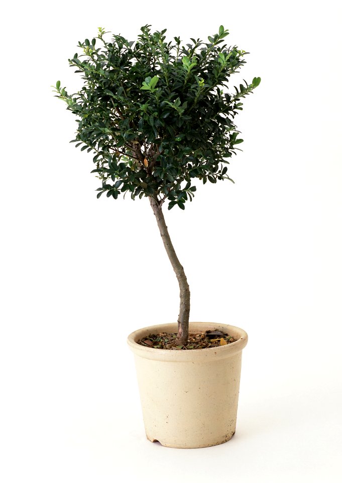 plant in pot culture