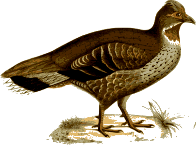Illustration Of A Bird