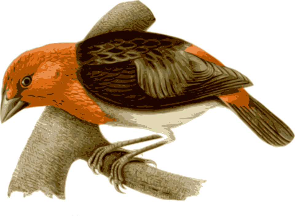 Illustration Of A Bird Perched On A Branch