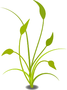 Illustration Of A Green Plant