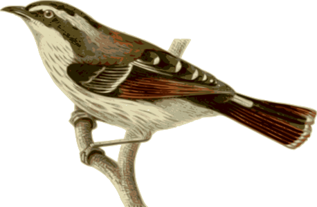 Illustration Of A Bird Perched On A Branch