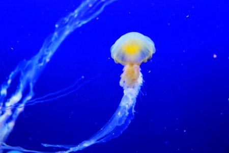 Color Ocean Water Jellyfish