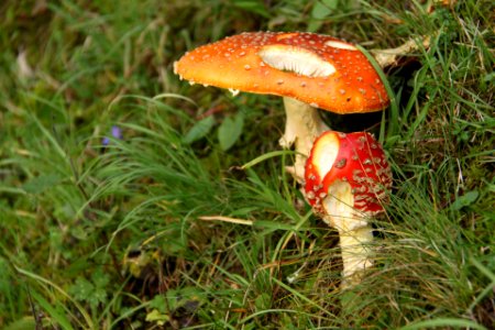 amanita muscaria poisonous mushroom