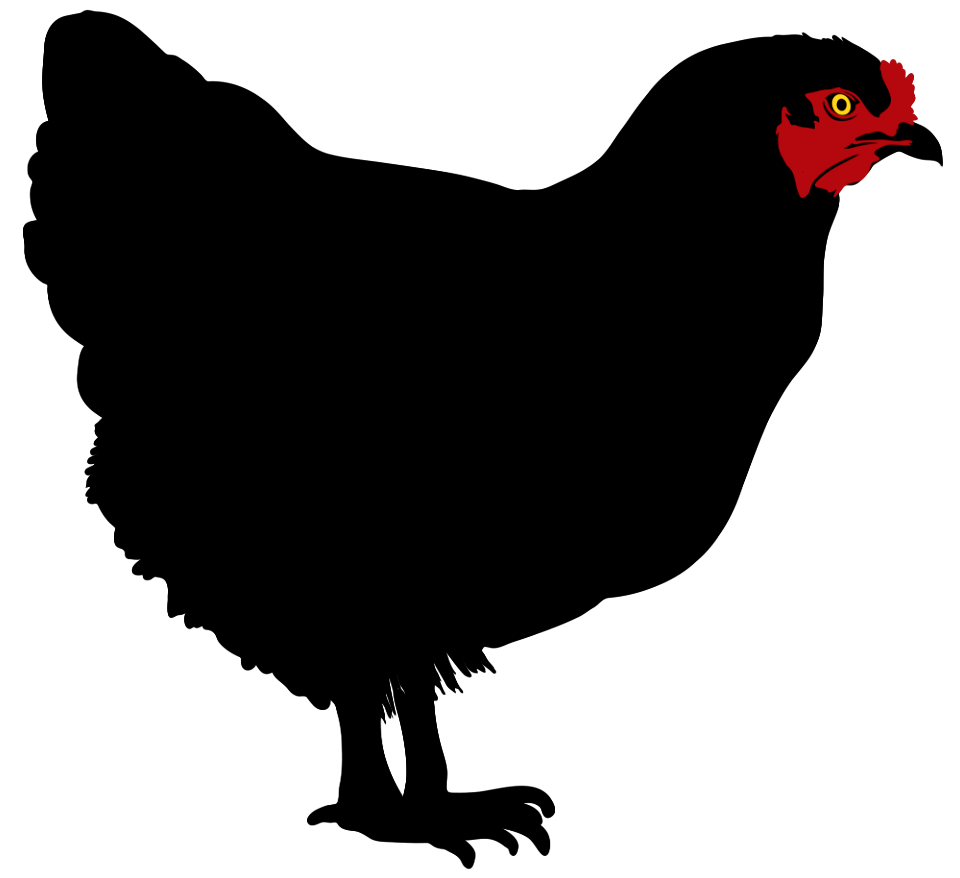 chicken on white background
