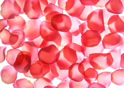 A lot of red and pink rose petals isolated on white