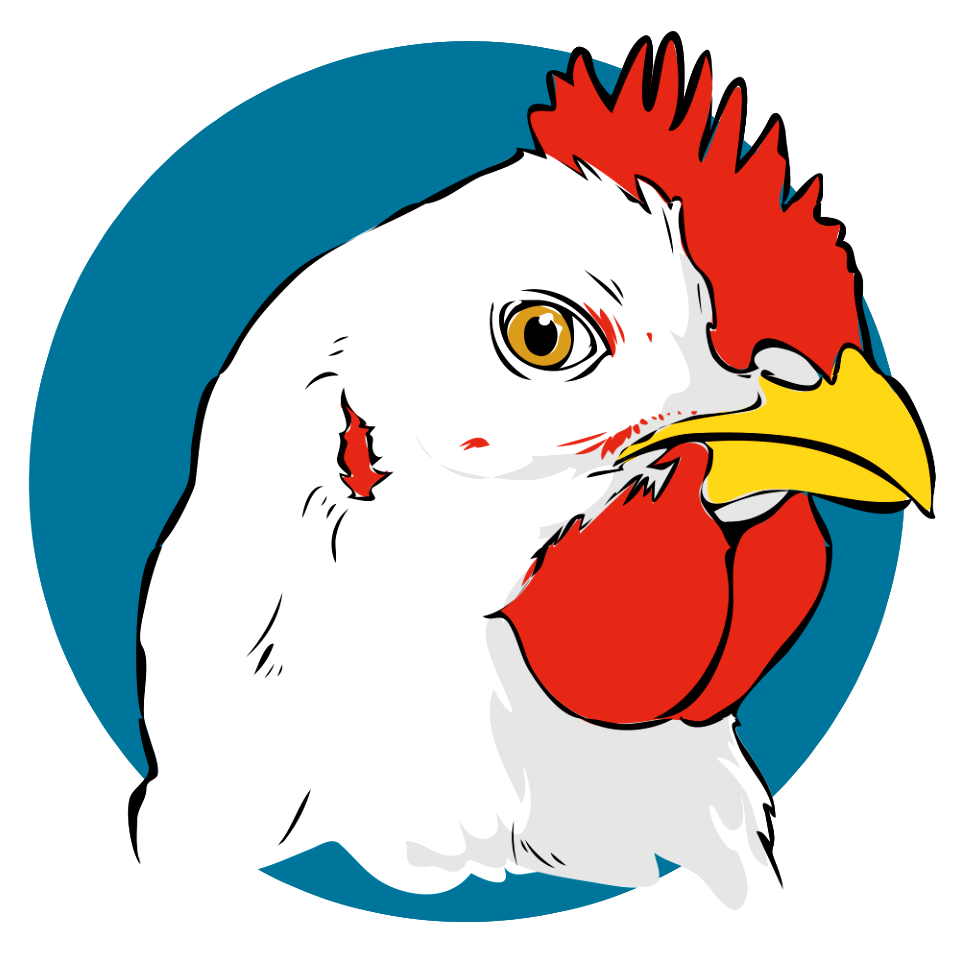 chicken on white background