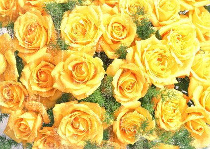 Yellow roses in vintage style background