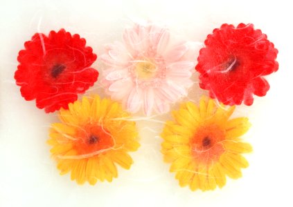 colorful gerbera daisy in vintage style