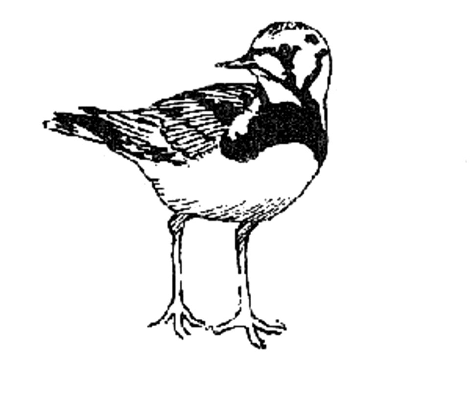 Arenaria Interpres art bird