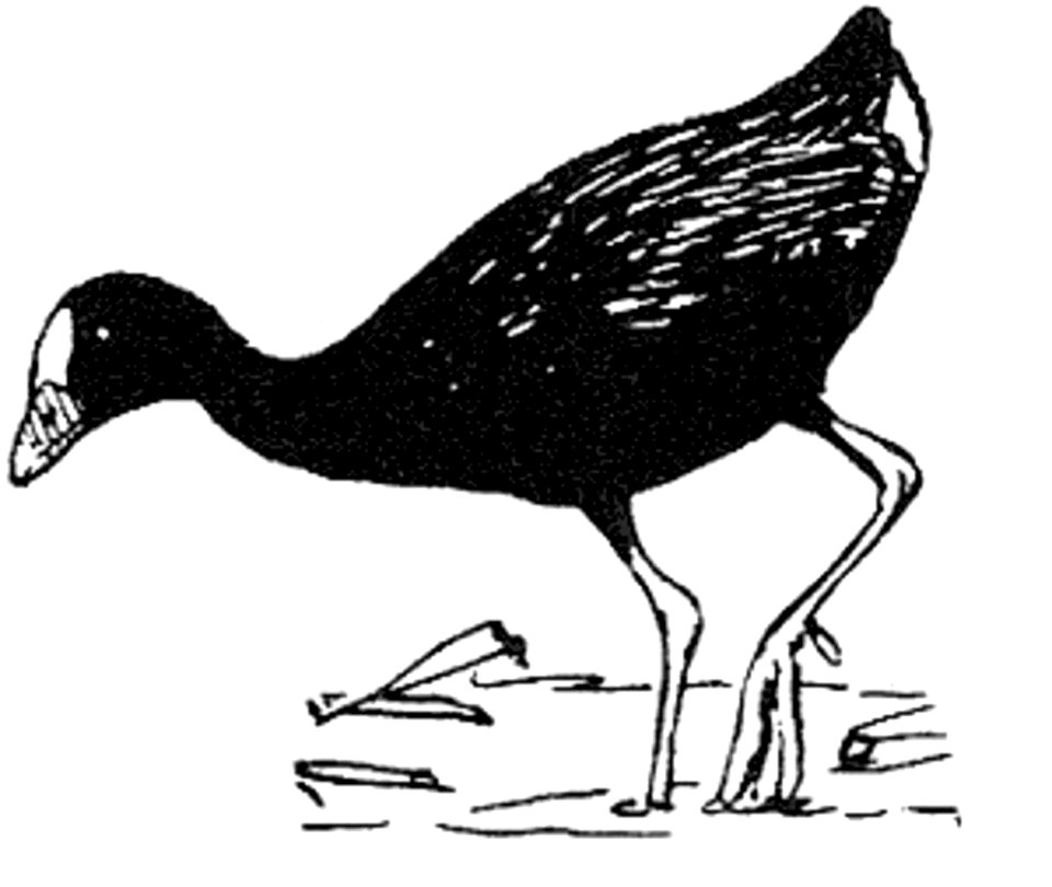 Art bird illustration