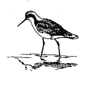 Art bird illustration