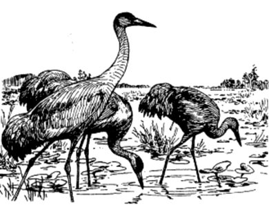 Art bird illustration