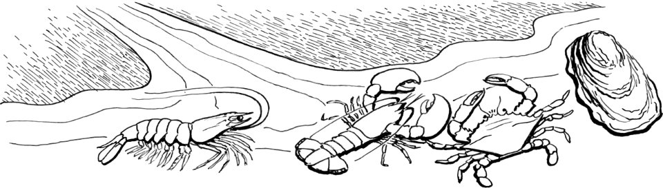 Art clam illustration