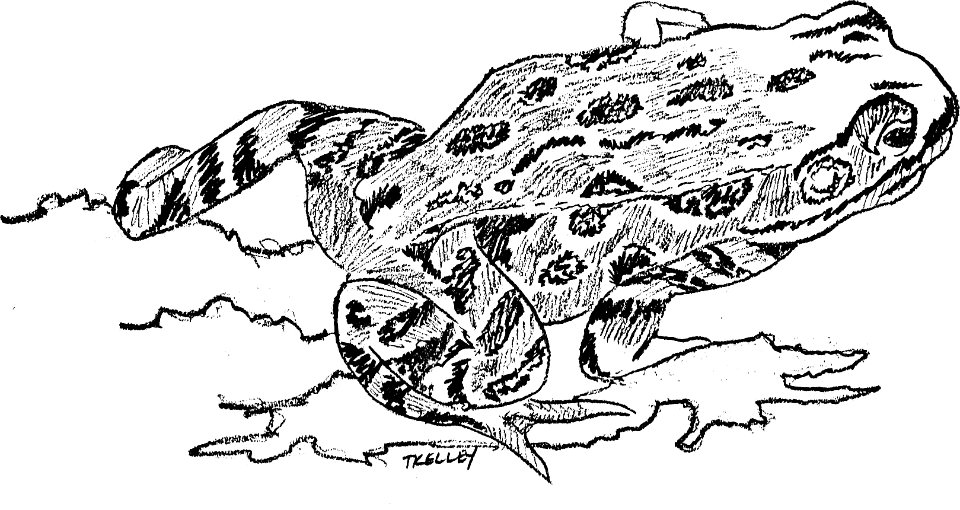 Art frog illustration