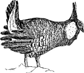 Art bird black