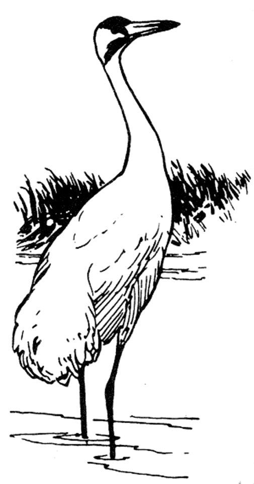 Crane illustration whooping crane