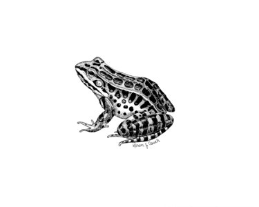Frog illustration pickerel