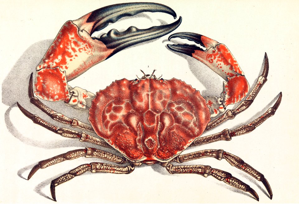 Tasmanian giant crab - Pseudocarcinus gigas