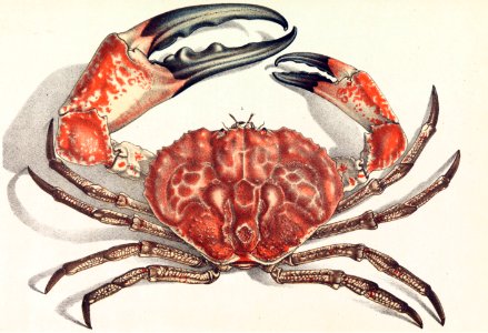 Tasmanian giant crab - Pseudocarcinus gigas