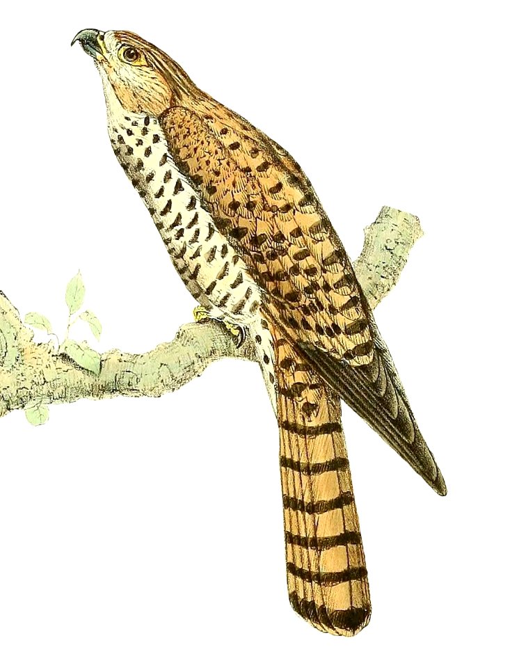Mauritius kestrel Illustration - Falco punctatus