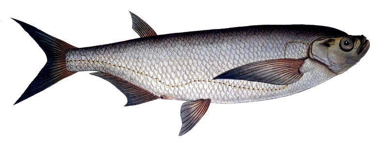 Ziege - Pelecus cultratus