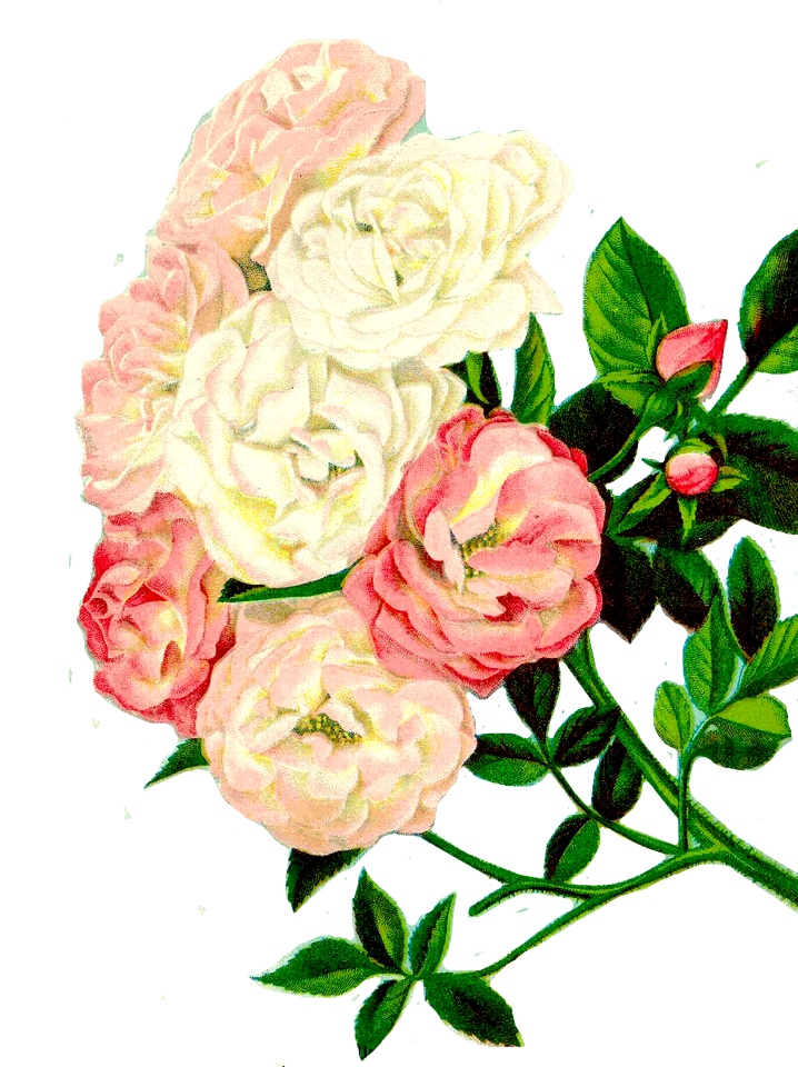Floral clipart flowers