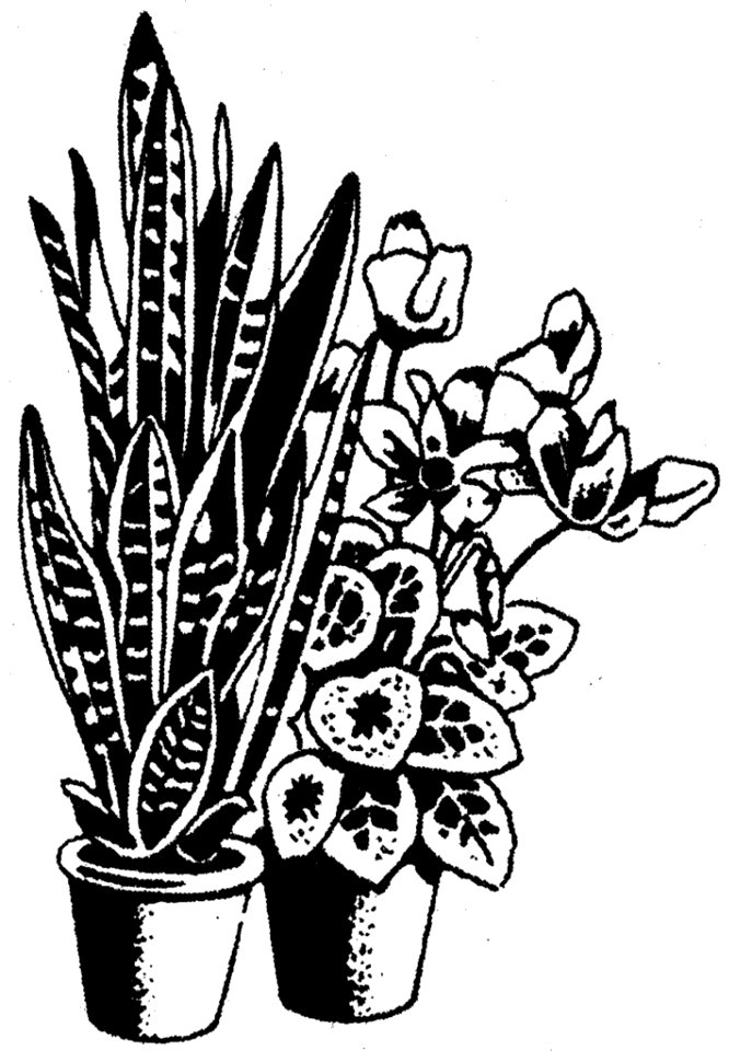 Black And White Sketch Of Houseplants