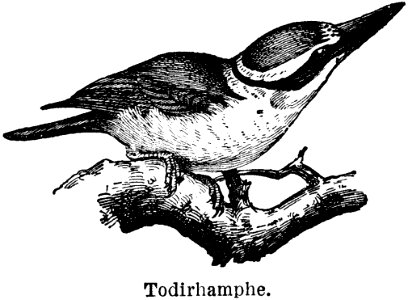 Bird Beak Gesture Feather