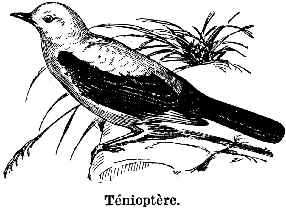 Bird Line Beak Illustration