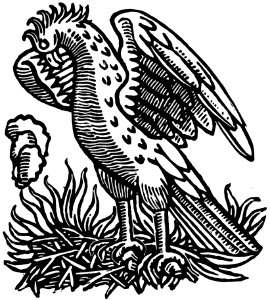 Black And White Bird Illustration