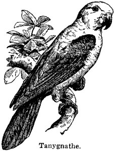 Bird Beak Art Falconiformes