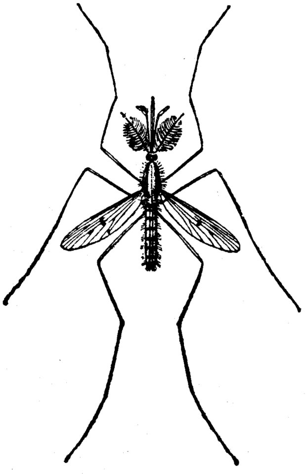Head Insect Eye Arthropod