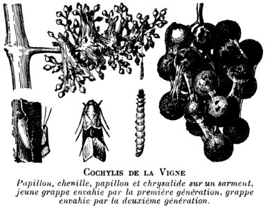 Organism Font Natural Foods Drawing