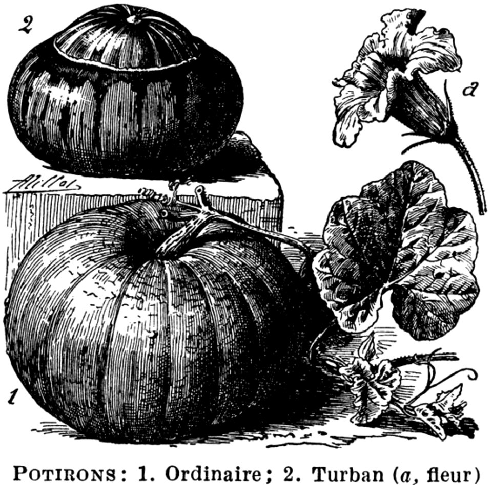 Plant Calabaza Pumpkin Squash