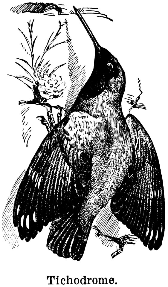 Gesture Beak Bird Art