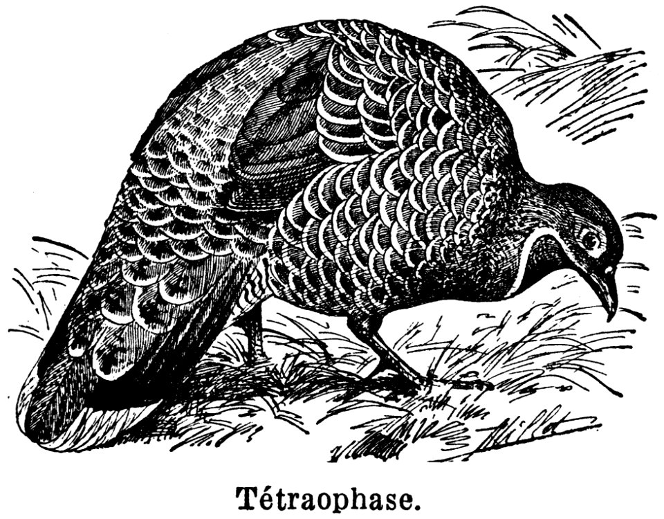 Bird Beak Organism Feather