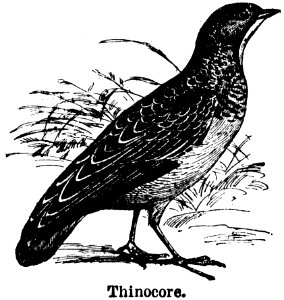 Bird Beak Organism Line