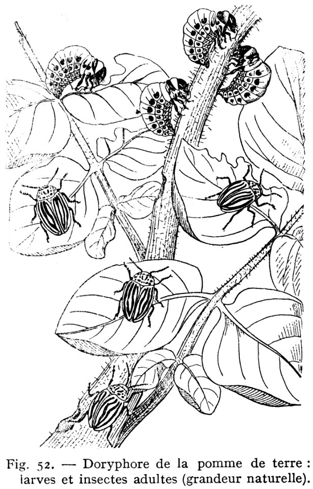 Plant Gesture Font Art