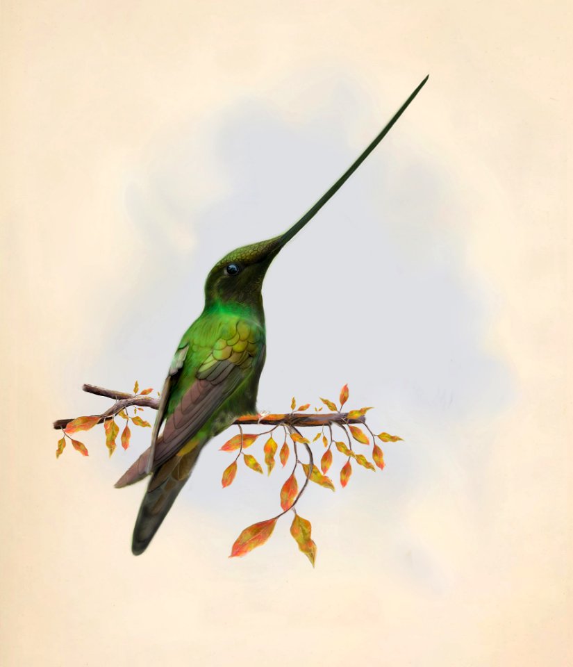 Cyrano bird