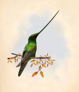 Cyrano bird