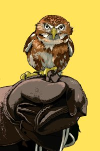 In Training bird hawk