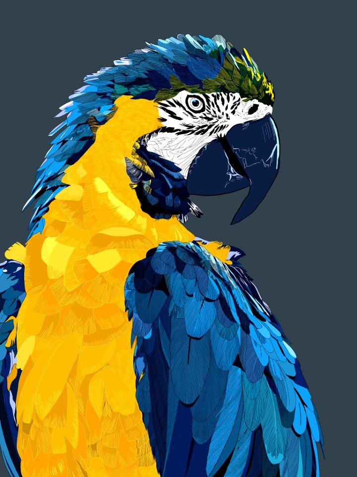 Olá! parrot